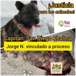 VINCULAN A PROCESO AL AGRESOR DEL PERRITO «CAPITAN»