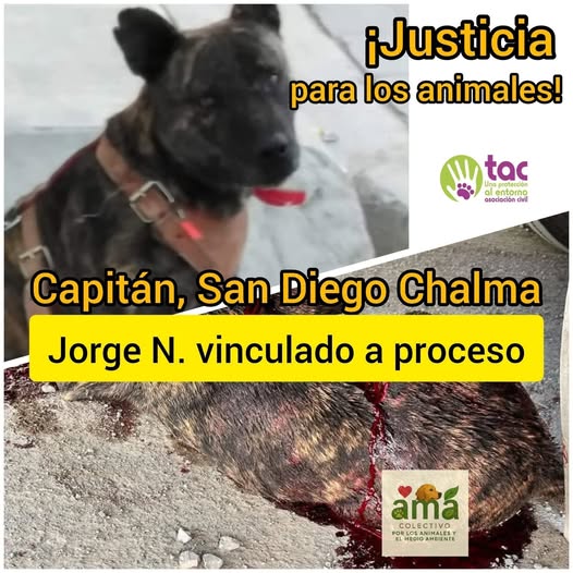 VINCULAN A PROCESO AL AGRESOR DEL PERRITO «CAPITAN»