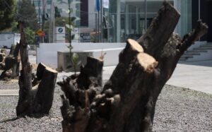 Encapuchados talan árboles en Zaragoza; gobierno de Puebla se deslinda e inicia investigación