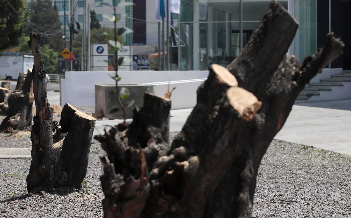Encapuchados talan árboles en Zaragoza; gobierno de Puebla se deslinda e inicia investigación