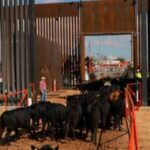 REACTIVAN EXPORTACIÓN DE GANADO A EU